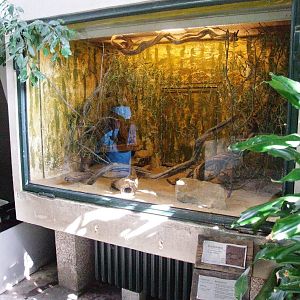 Arabian Spiny Mouse Enclosure at Hannover, 23/03/13