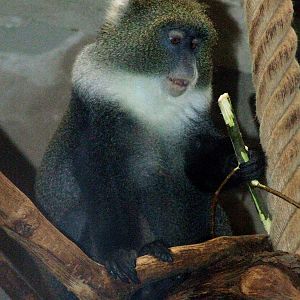 Sykes' Guenon at Hannover, 23/03/13