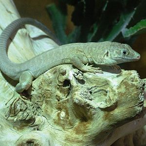 Jayakar Lizard at Hannover, 23/03/13