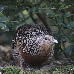 Capercaillie (Tetrao urogallus) October 2011