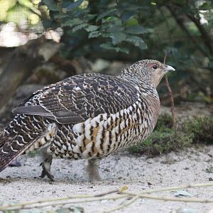 Capercaillie (Tetrao urogallus) October 2011