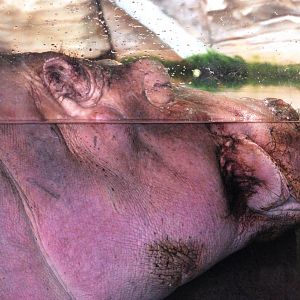 Common Hippopotamus at Hannover, 23/03/13