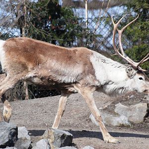 Woodland Caribou at Hannover, 23/03/13