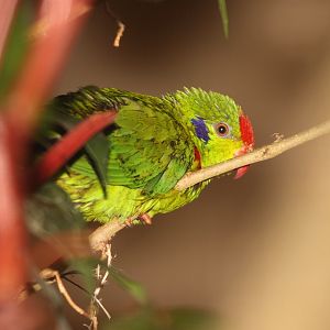 Red-fronted Lorikeet (Charmosyna rubronotata) October 2011