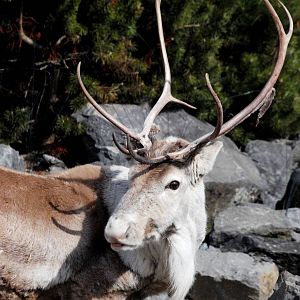 Woodland Caribou at Hannover, 23/03/13