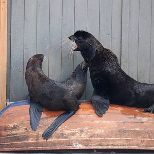 Northern Fur Seals at Hannover, 23/03/13