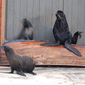 Northern Fur Seals at Hannover, 23/03/13