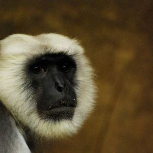 Northern Plains Grey Langur at Hannover, 23/03/13