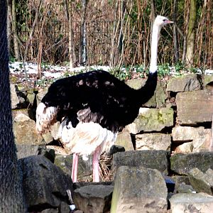 North African Ostrich at Hannover, 23/03/13