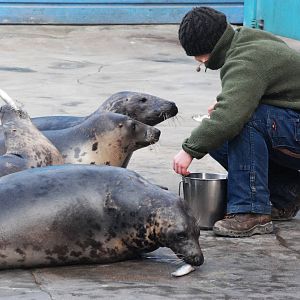 Baltic Grey Seals at Hannover, 23/03/13