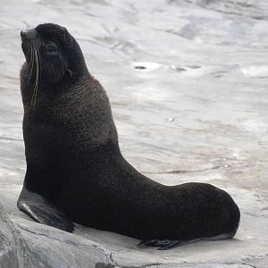 Northern Fur Seal at Hannover, 23/03/13