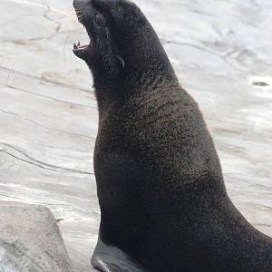 Northern Fur Seal at Hannover, 23/03/13