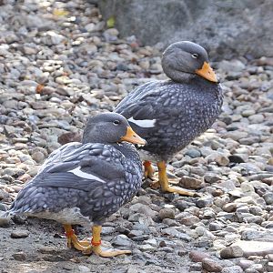 Magellanic steamer duck (Tachyeres pteneres) October 2011