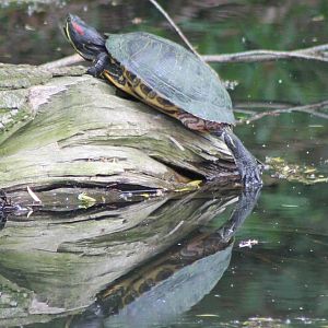 red-eared slider
