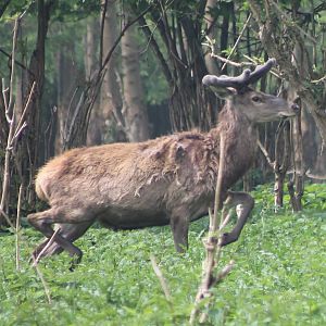 red deer