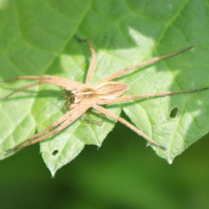 spider species ID needed