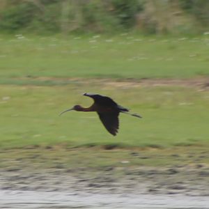 glossy ibis
