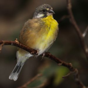 Lemon-breasted Canary (Serinus citrinipectus) male