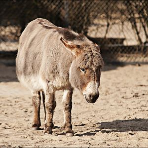 Donkey at Hamburg
