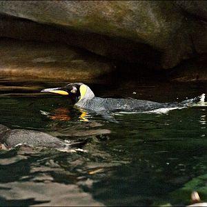 King penguin at Hamburg