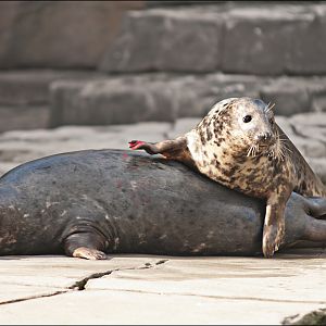 Grey seals at Hamburg