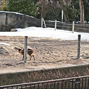 Muntjak on the elephant enclosure at Hamburg