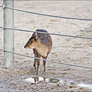 Muntjak on the elephant enclosure at Hamburg