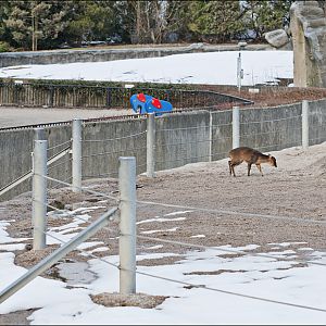 Muntjak on the elephant enclosure at Hamburg