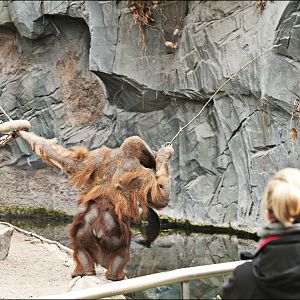 Orang and the hat at Hamburg
