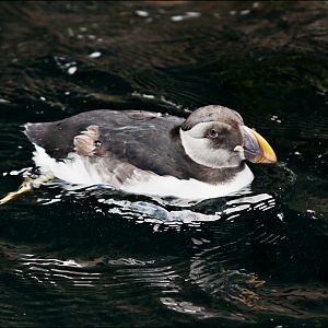Puffin at Hamburg