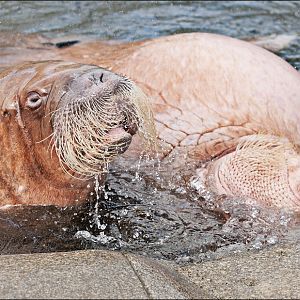 Walrus at Hamburg