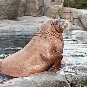 Walrus at Hamburg