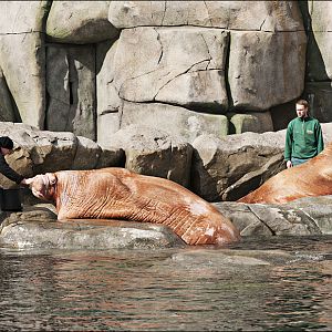 Walrus feeding at Hamburg