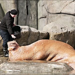 Walrus feeding at Hamburg