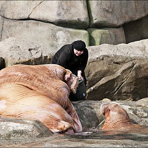 Walrus feeding at Hamburg