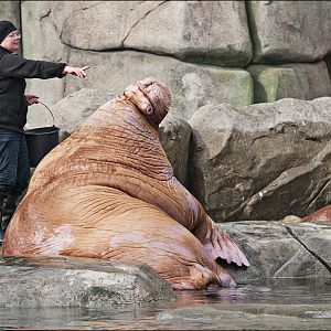 Walrus feeding at Hamburg