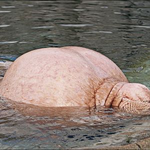 Walrus at Hamburg