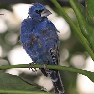 Blue Grosbeak (Passerina caerulea) Dezember 2011