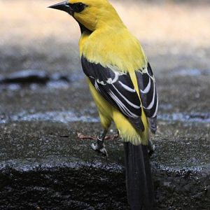 Yellow Oriole (Icterus nigrogularis)