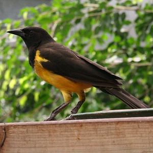 Yellow-rumped Marshbird (Pseudoleistes guirahuro) June 2009