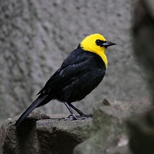 Yellow-hooded Blackbird (Chrysomus icterocephalus) June 2009
