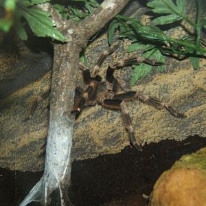 Brazilian Red and White Tarantula