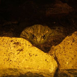 African Bullfrog