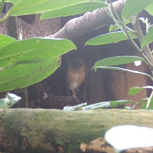 Ashy-faced Owl
