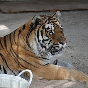 Amur tiger/ Panthera tigris altaica