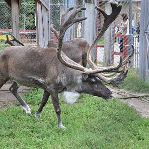 Reindeer/ Rangifer tarandus