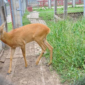 Western roe deer/ Capreolus capreolus