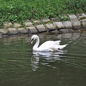 Mute swan/ Cygnus olor