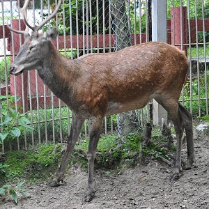 Red deer/ Cervus elaphus