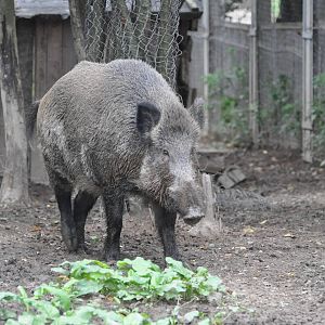 Wild boar/ Sus scrofa